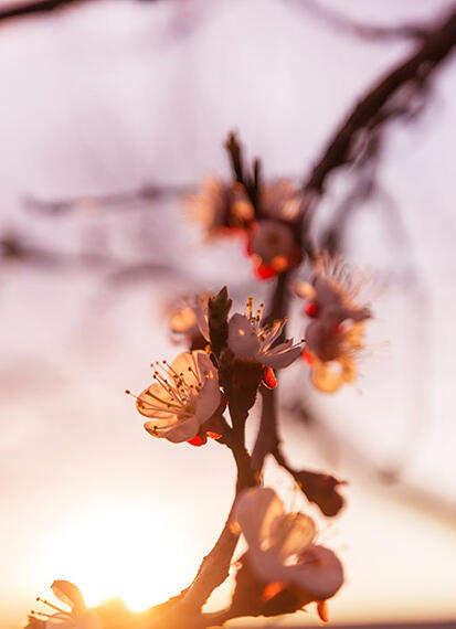 cherry tree flowering branch image